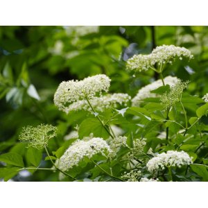 Baza čierna (Sambucus Nigra) ´SERENADE ´® - výška 40-60 cm, kont. C3L/C5L